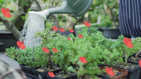 Animation of red hearts over gardener watering seedlings in garden