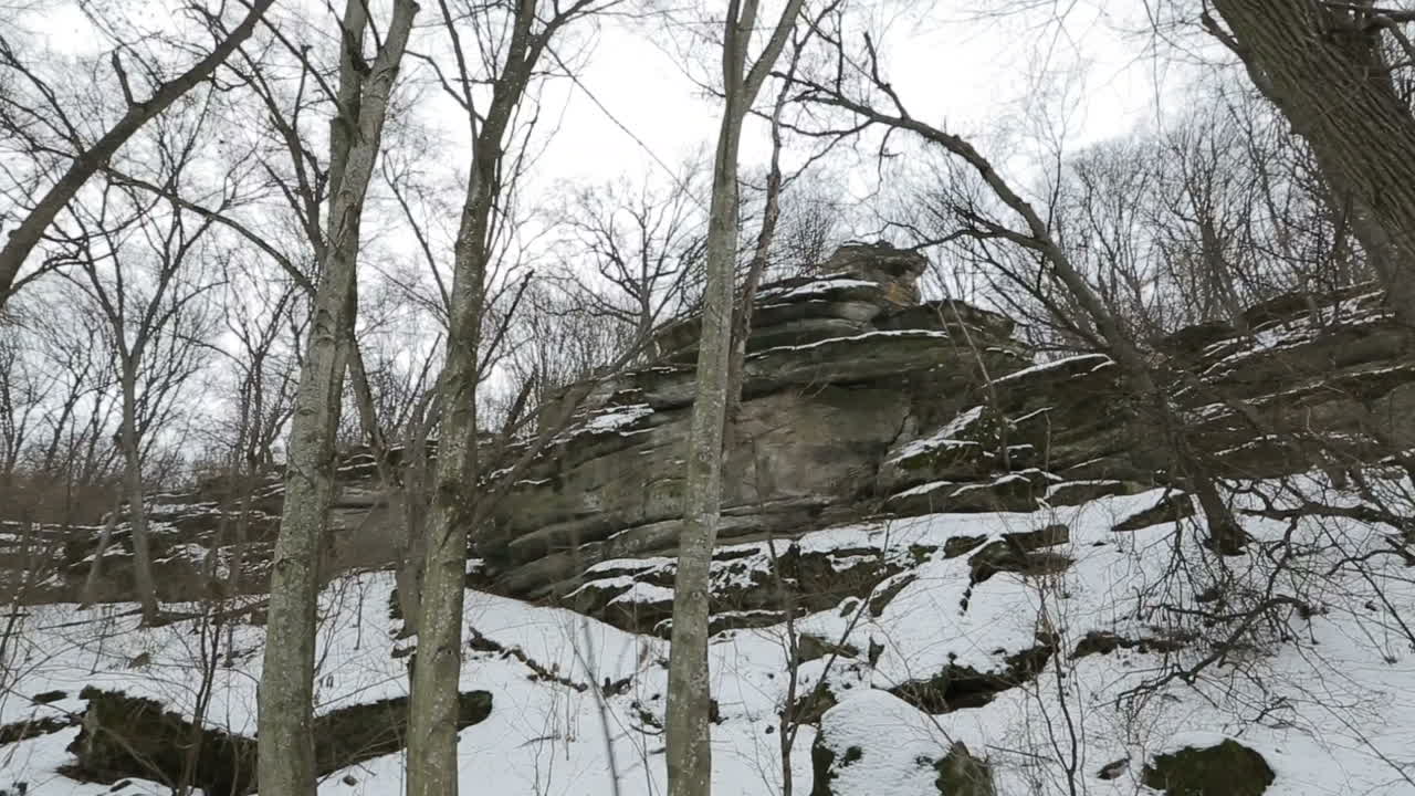 Winter forest with trees. Outdoor woods nature landscape at cold day