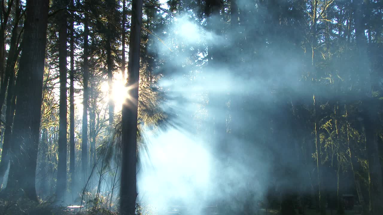 은 숲 속 의 웅장 한 연기