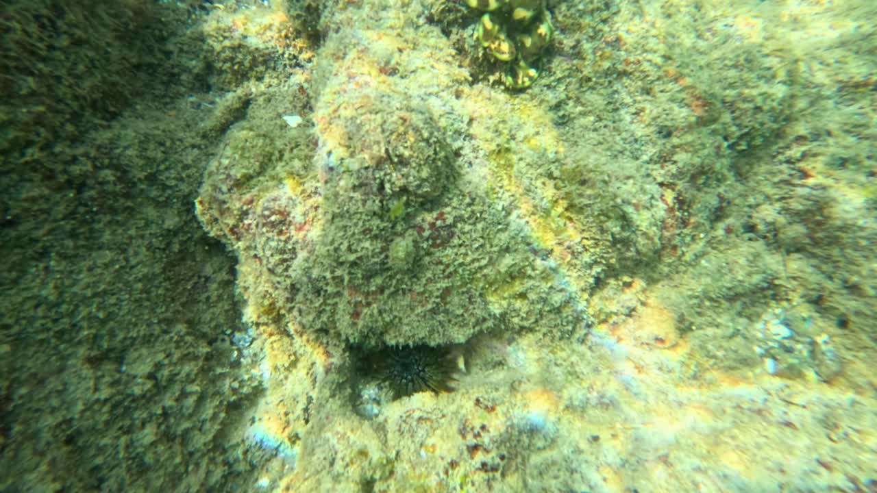 Underwater footage captures sea urchins and clams in a rocky, sunlit marine environment in Phuket, Thailand