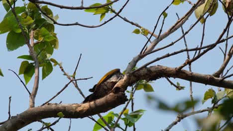 Greater-Flameback,-Chrysocolaptes-Guttacristatus