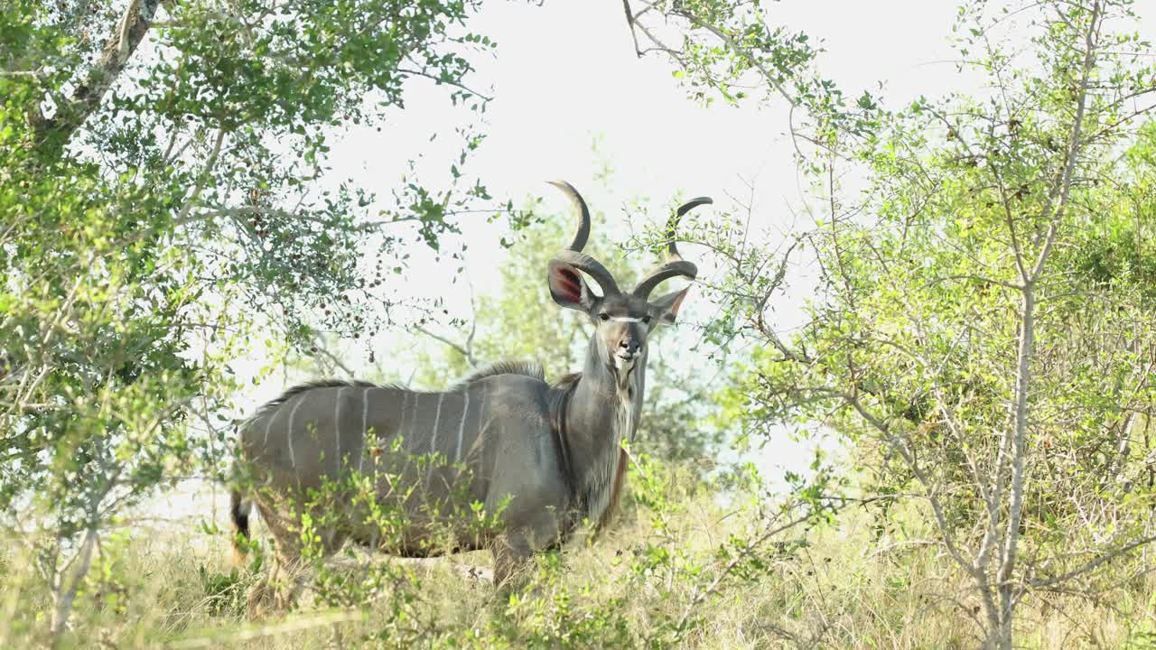 Wide shot of a kudu bull feeding on green leaves, Kruger National Park.