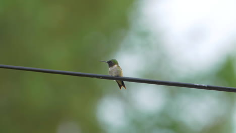 Beautiful-ruby-throated-hummingbird-resting-calmly-on-a-telephone-wire
