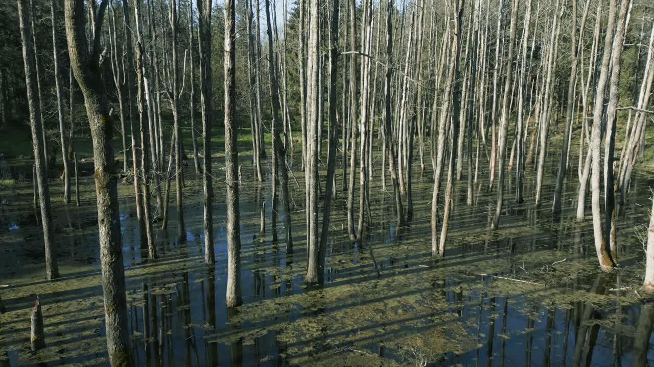 the drone's camera slowly rises over a wetland with many trees growing out of it