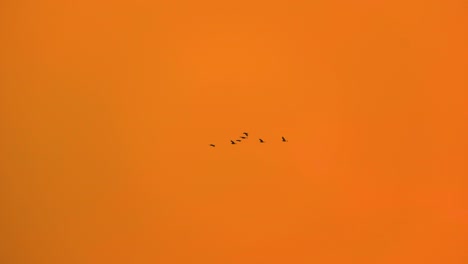 bandada de aves de garza o garza volando en el colorido cielo naranja al atardecer