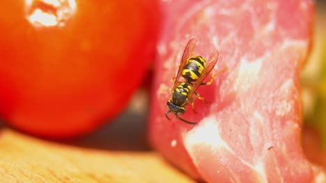 wasp on meat and tomatoes