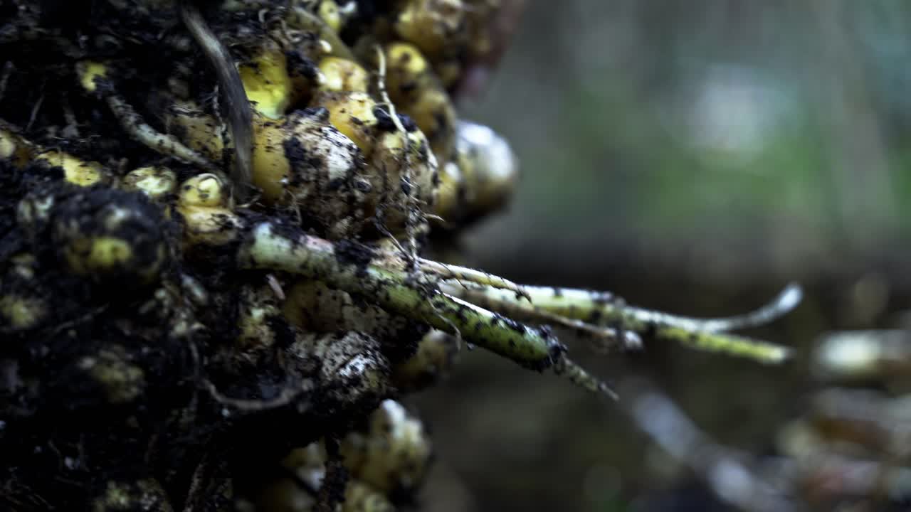 el uso de una herramienta de jardín para limpiar la suciedad de la raíz de jengibre directamente desde el suelo la cosecha de jengibe jardinería en el hogar