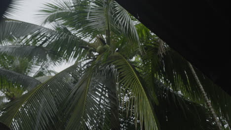 Rainfall-on-rooftops-in-southern-Krabi,-Thailand,-during-the-tropical-rainy-season,-surrounded-by-lush-green-trees