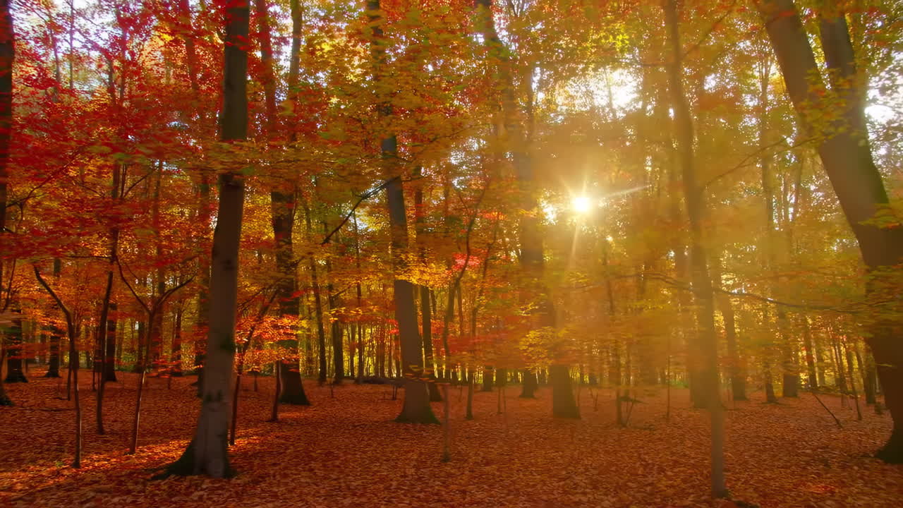 Golden Sunlight Shines Through Vibrant Autumn Trees in a Forest