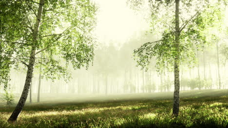 sunrise or sunset in a spring birch forest with rays of sun shining