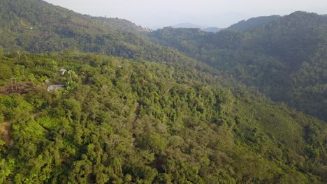 Kaffeeplantage-Im-Bolivianischen-Bergdschungel