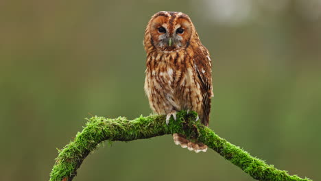 tawny owl perched on a branch