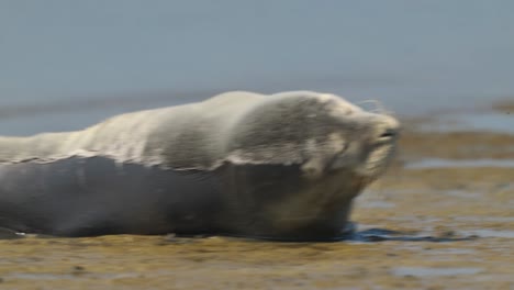 Süße-Robbe-Am-Strand,-Die-Flipper-Streckt-Und-Sich-Aalt