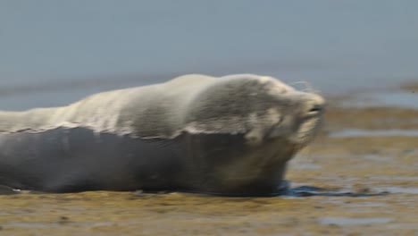 linda foca en la playa estirando la aleta y tomando el sol