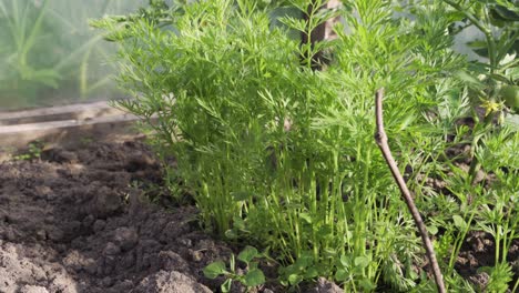 Concepto-De-Vida-Autosostenible,-Zanahorias-Que-Crecen-En-Invernadero