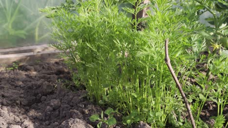 concepto de vida autosostenible, zanahorias que crecen en invernadero
