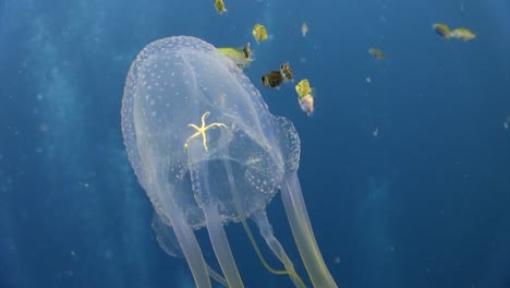 box jellyfish at koh tao-3