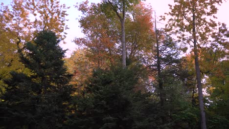 Vista-De-Los-árboles-De-Otoño-Con-El-Color-Cambiante-De-Las-Hojas