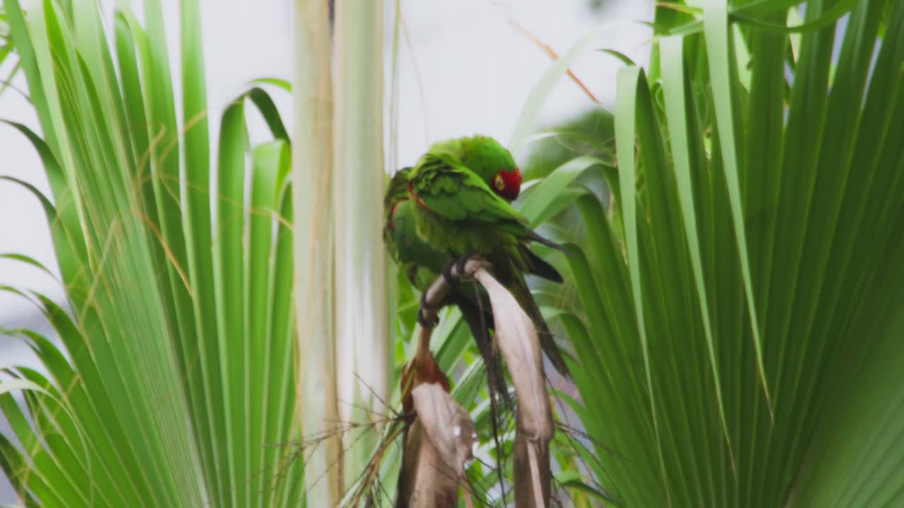 Bright green parrot grooming itself on a palm tree in lush tropical surroundings