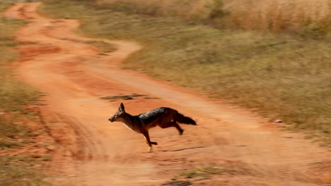 skittish black-backed jackal in tall grass takes off, runs over dirt road, slomo
