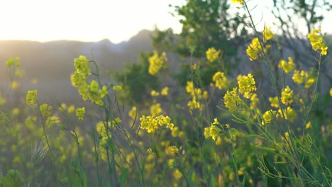 La-Primavera-Está-En-El-Aire