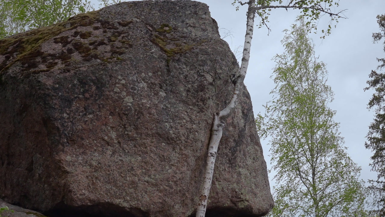 Balanced Boulder Beside Birch Tree, Mosscovered Granite Ledge Under Overcast Sky Quiet Boreal Forest Framing. Creative