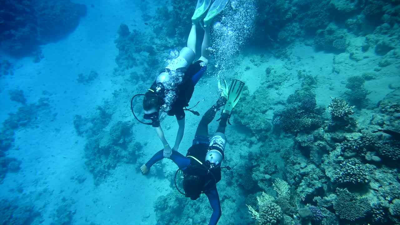 Divers swimming and exploring in the red sea