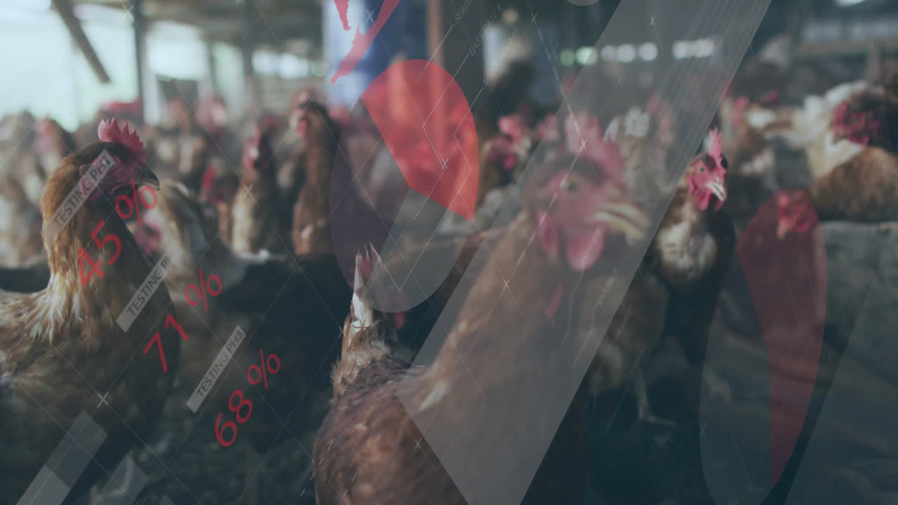 Chickens in farm with data processing animation overlaying red and gray graphics