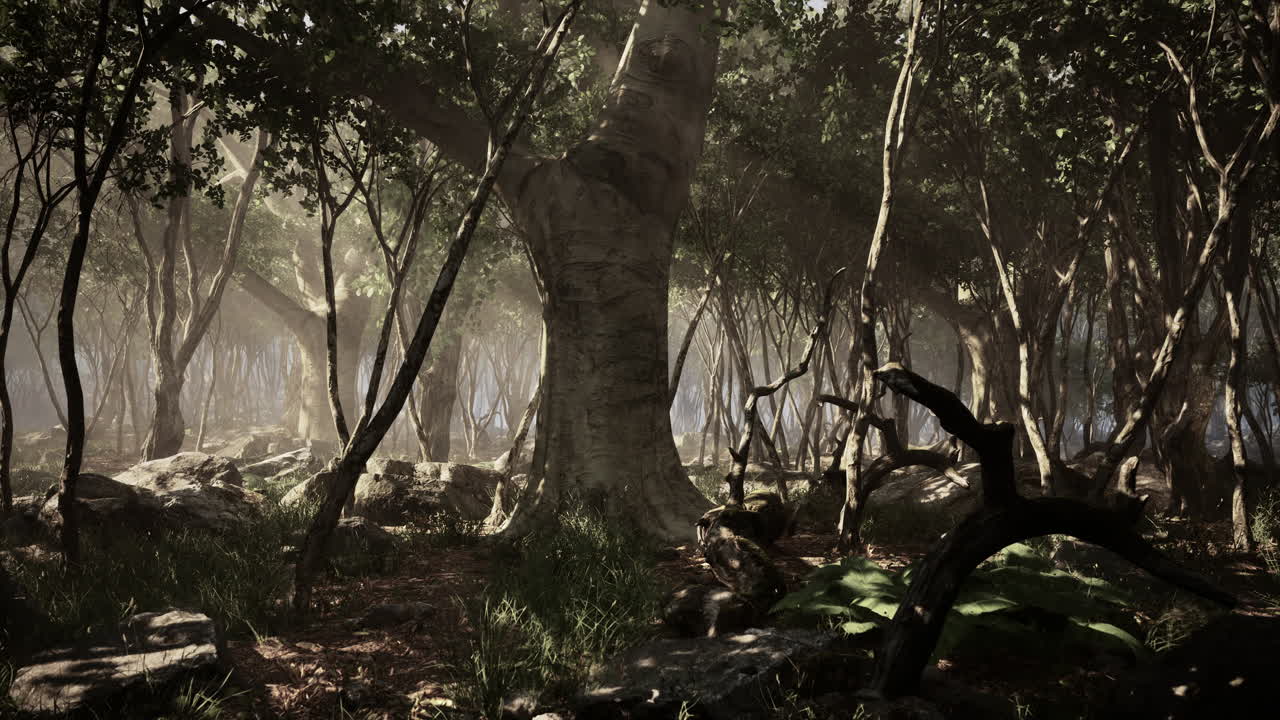 안개 가 가득 한 숲 에 있는 나무 의 뿌리