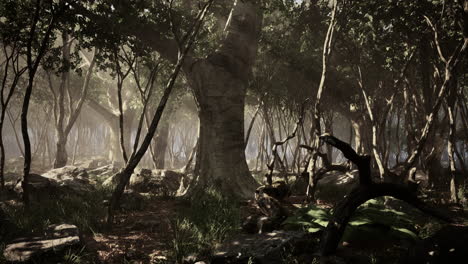 raíces de un árbol en un bosque brumoso