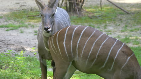 group of cute lesser kudu grazing on field in east africa