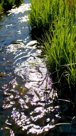 small stream with green grass