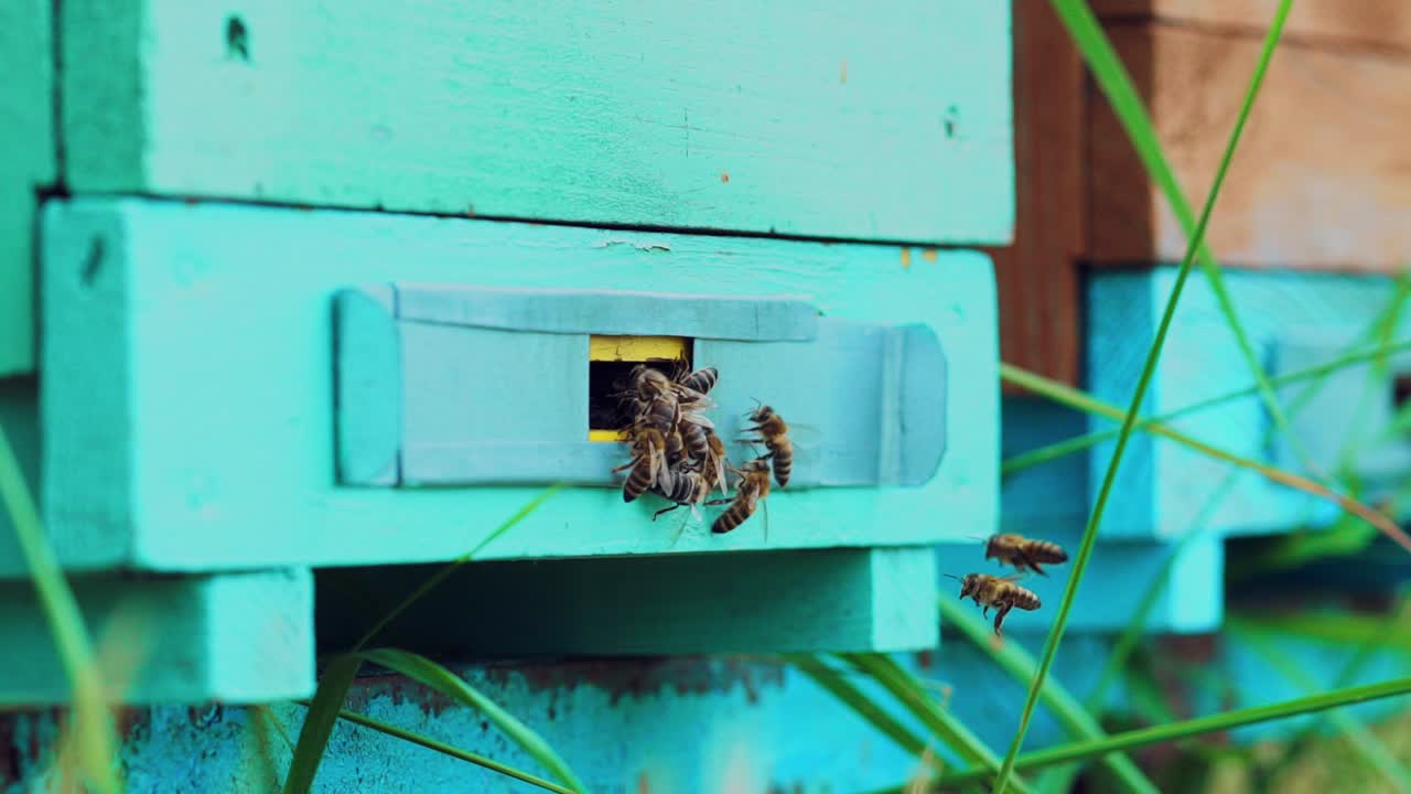 Wooden beehive and bees. Swarm of bees flies into a lifestyle hive collect the pollen bear honey