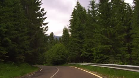 driving on a winding road surrounded by a green forest with tall trees, bucegi mountains, romania - dolly forward