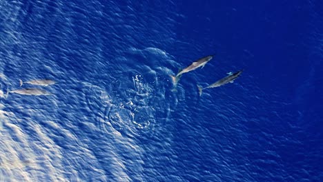 toma de arriba hacia abajo de delfines giradores nadando libremente en el tranquilo mar azul - antena