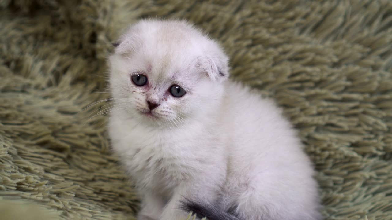retrato de un pequeño gatito blanco y solitario