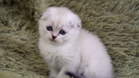 portrait of a small cute white lonely kitten