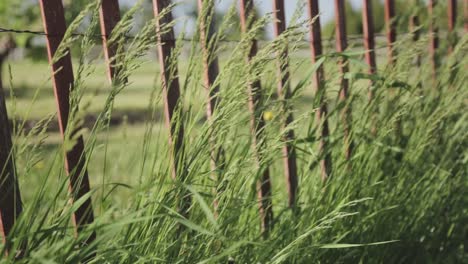 Hohes-Gras-Vor-Einem-Kaputten-Zaun,-Der-Im-Wind-Weht