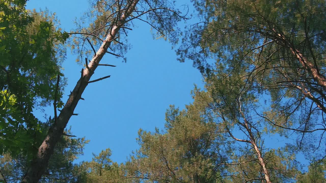 샷 트랙 소나무 숲 카메라 팬을 통해 배낭을 벗은 십대 소년