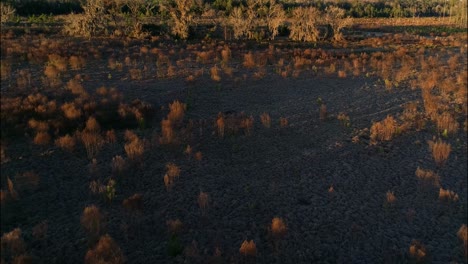 Drone-flies-low-and-slow-over-bushes-on-the-prairie-pasture-in-dry-north-Florida-during-golden-hour,-calming