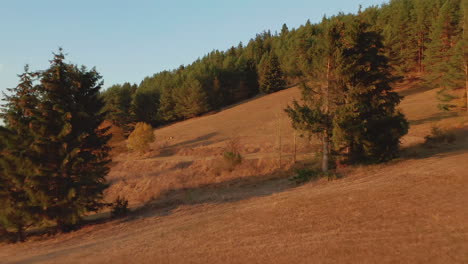 sunny sloping terrain towards autumn fir forest