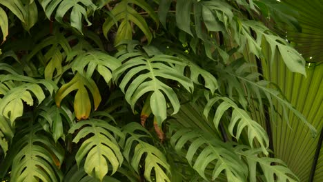 juicy exotic tropical monstera leaves seamless looped backdrop. summer lush foliage, greenery in paradise garden. abstract natural dark green jungle vegetation background pattern, wild rain forest