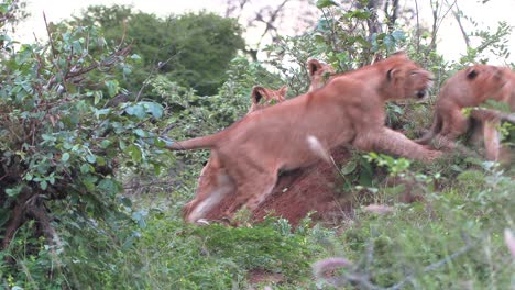 While-playing,-lion-cubs-of-different-ages-learn-to-sneak-up-on-each-other