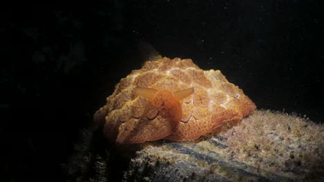 creative snoot lighting underwater showcasing a vibrant unique shaped sea creature