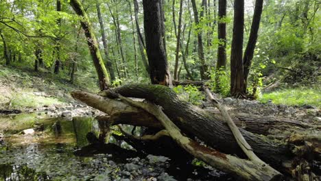 sehr niedrige drohnenaufnahmen eines kleinen flusses im wald, langsame flussabwärtsbewegung, sommerzeit, tzarevo, bulgarien-4