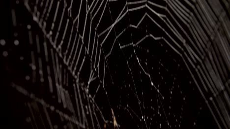 spider in the middle of the spider web