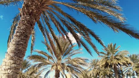plantación de palmeras deglet nour en la región de biskra, argelia