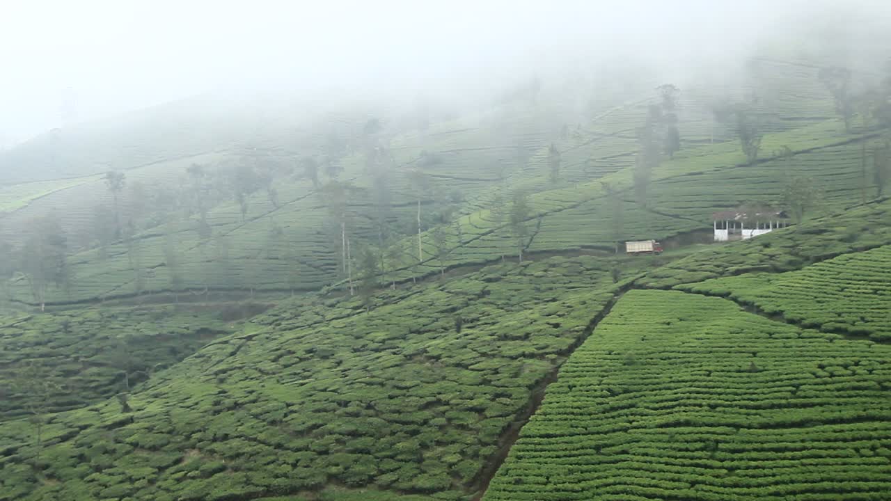 Vista aerea di una piantagione di tè con cielo nebbioso a Wonosobo, Indonesia