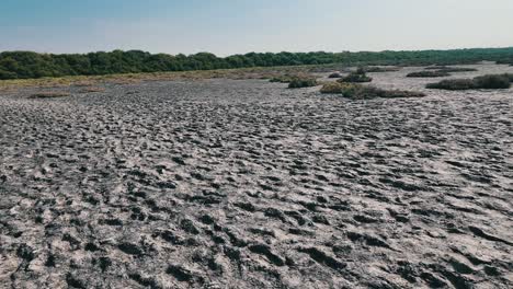 walking into peaceful escape into nature at al zorah mangrove in ajman, uae