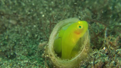 Gelber-Korallengrundel,-Der-In-Der-Röhrenanemone-Sitzt-Und-Seine-Eier-Schützt